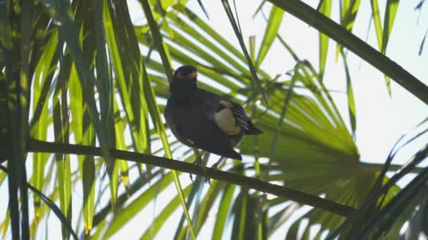 Vanlig Myna Fågel Preening Sig Palm Gren — Stockvideo