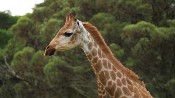 Nahaufnahme Einer Giraffe Fokus Mit Bäumen Hintergrund — Stockvideo