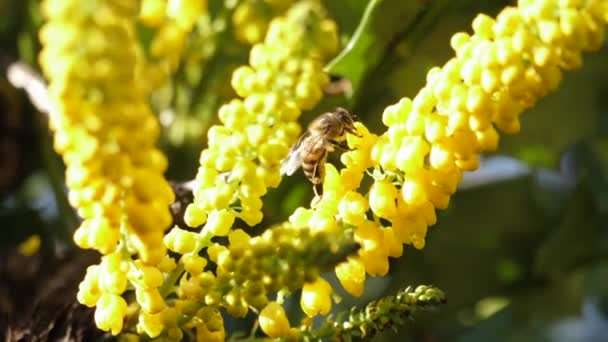 Macro Bee Pollinating Chinese Hollygrape Sunny Day — Stock Video