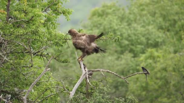 Wahlberg Eagle Mobbed White Crested Helmetshrike While Perching Branch — Stock Video