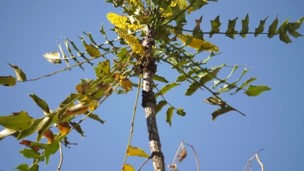 ミツバチが黄色の花を受粉させているマホニア オイワケンシスの低木の完全な眺め — ストック動画