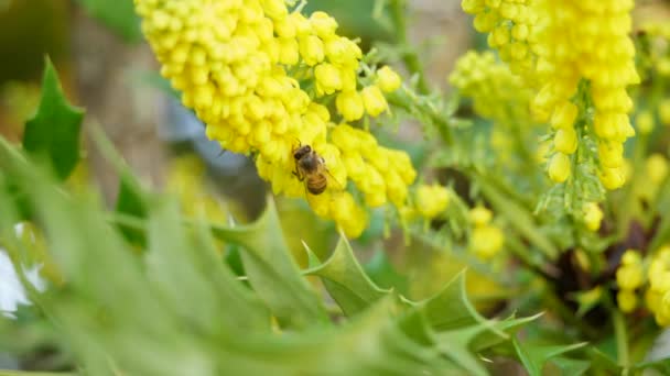 Yellow Flowers Chinese Hollygrape Bee Pollinating — Stock Video