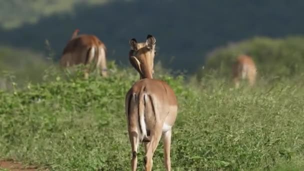 Impala Femminile Con Buoi Appollaiati Sulla Schiena Vista Posteriore — Video Stock