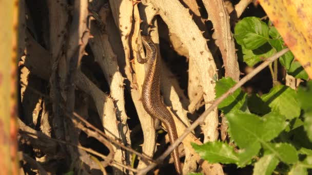 Skink Lizard Sitting Still Suddenly Runs Hides — Stock Video