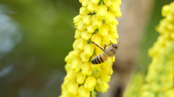 Primo Piano Dei Fiori Mahonia Lomariifolia Con Impollinazione Delle Api — Video Stock