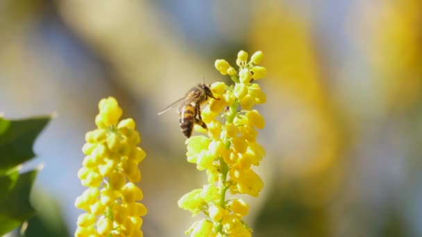 蜜蜂在给Mahonia X培养基混合灌木授粉后飞走了 — 图库视频影像