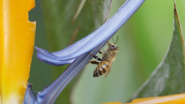 Abeja Miel Africana Vuela Las Flores Del Paraíso Después Polinizar — Vídeos de Stock