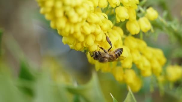 Mahonia X培养基混合灌木上蜜蜂授粉的特写 — 图库视频影像