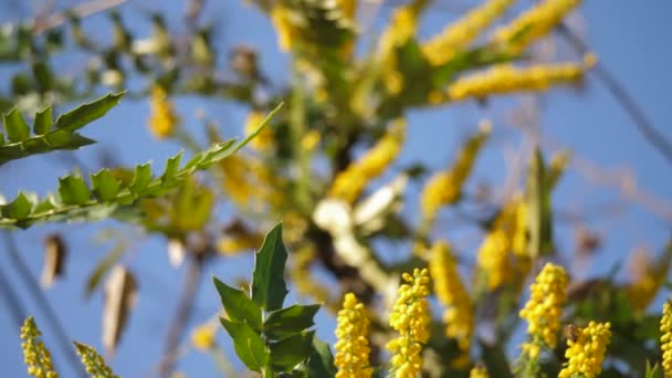 蜜蜂授粉的基座景观 红景杉灌木的花朵 — 图库视频影像