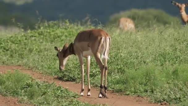 Impala Hembra Trata Sacudirse Los Oxpeckers Encaramados Espalda — Vídeo de stock