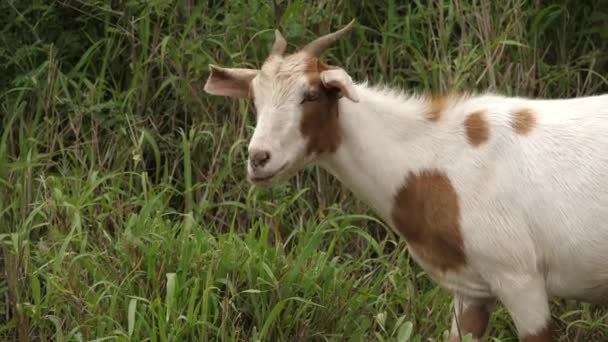 Pastoreio Cabra Branco Manchado Pasto Grama Tiro Perfil — Vídeo de Stock