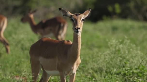 Retrato Uma Fêmea Impala Mastigando Olhando Para Câmera — Vídeo de Stock