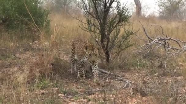 Xidulu Leopard Close Close 동물의 서식지 남아프리카 공화국 — 비디오