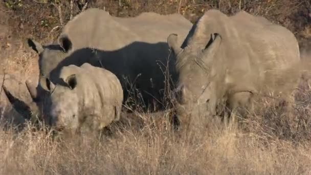 アフリカのサバンナの牧草地に白いRhinoの家族 自然環境における保護動物 — ストック動画
