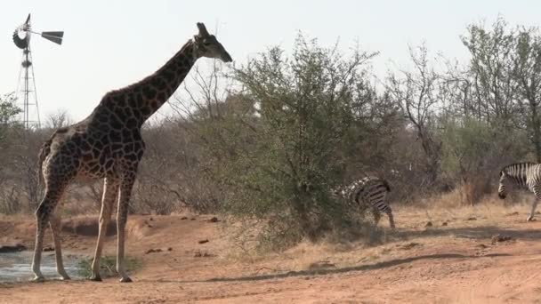 长颈鹿和斑马牧人在非洲草原的沃特霍尔 在自然栖息地和谐共处的野生动物 — 图库视频影像