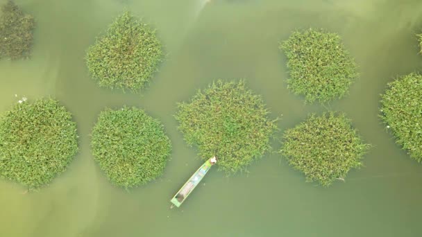 Persona Barco Cosechando Gloria Verde Mañana Los Cultivos Circulares Geométricos — Vídeos de Stock