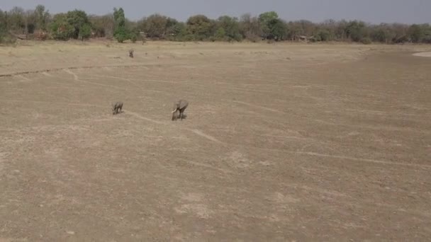 Larga Órbita Aérea Del Elefante Africano Ternero Junto Río Lupande — Vídeo de stock