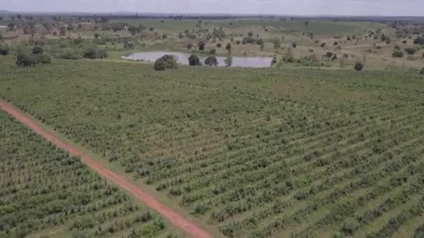 Aerial Various Green Shades Pineapple Crop Malawi — Stock Video