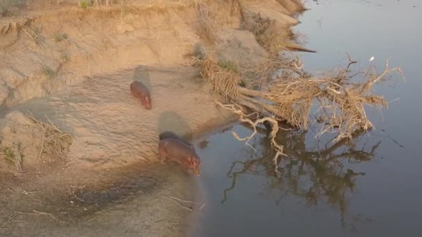 Aerial View Hippos Enter African River Golden Evening Sunlight — Stock Video