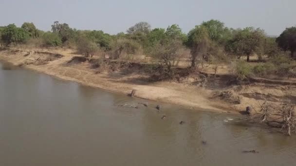 Vista Aérea Baja Hinchazón Hipopótamos Entrando Río Lupande Zambia — Vídeo de stock