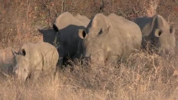 アフリカのサバンナの白いRhinoの家族 晴れた日には草の中を歩くオスと子牛 自然生息地の野生動物 — ストック動画