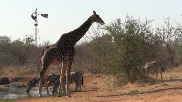 African Wildlife Giraffe Zebra Herd Waterhole Classic Windmill Background Animals — Stock Video