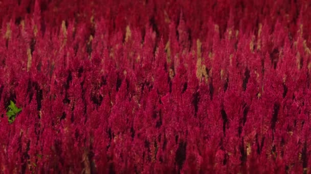 Footage Plumed Celosia Flowers Khao Yai Thailand Looking Flames Moving — Stock Video