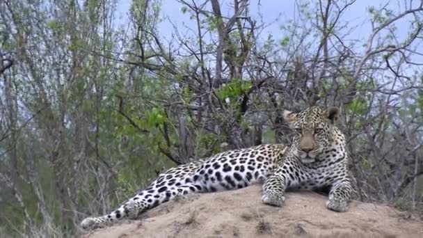 Молодой Леопард Отдыхает Наблюдает Окружением Поисках Добычи Дикое Африканское Животное — стоковое видео