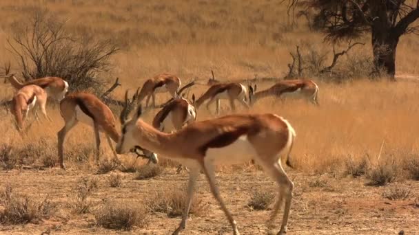 Giovani Antilopi Springbok Che Combattono Con Corna Una Prateria Della — Video Stock