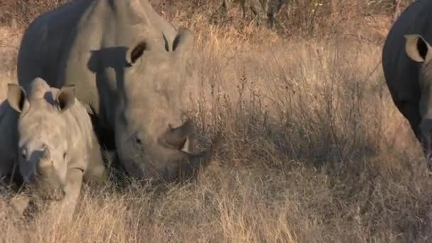 アフリカのサバンナの草原を歩く子牛と白いRhinoの群れの閉鎖 自然環境における野生動物 — ストック動画