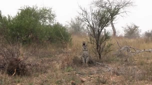 Xidulu Leopard Gähnt Einem Nebligen Schutzgebiet Wilde Afrikanische Tiere Natürlicher — Stockvideo