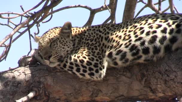 Close Leopard Resting Tree Branch Ainda Alerta Animal Africano Selvagem — Vídeo de Stock