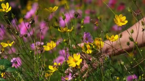 Una Persona Capturada Con Mano Derecha Acariciando Tocando Cosmos Asteraceae — Vídeo de stock