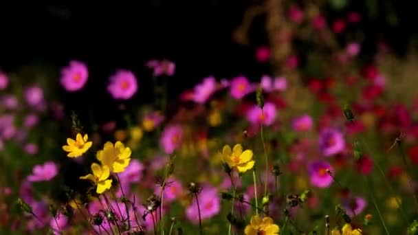 Assorted Cosmos Asteraceae Flowers Moving Wind Sunny Afternoon Fantastic Dark — Vídeo de Stock