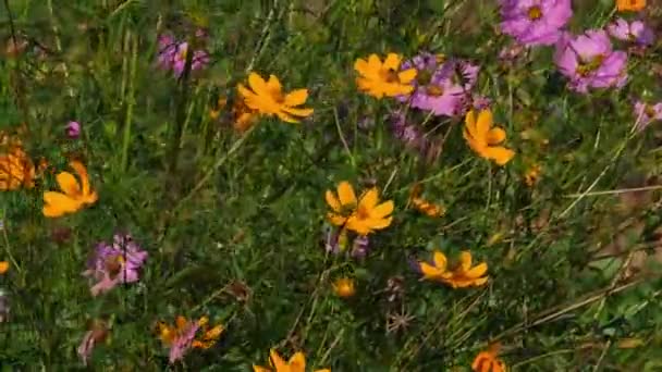 Assorted Cosmos Flores Movimento Com Vento Sob Sol Tarde Asteraceae — Vídeo de Stock
