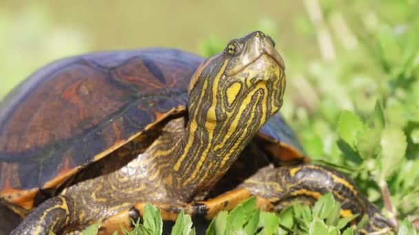 Stumpy Hardshell Skildpadde Orbignys Skyder Trachemys Dorbigni Strakte Halsen Gik – Stock-video