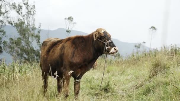 Kuh Steht Auf Einer Grünen Wiese — Stockvideo