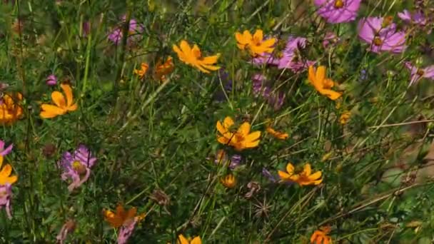 在一个阳光明媚的日子里 粉色和橙色的宇宙或紫锥菊科的花朵随风飘扬 — 图库视频影像