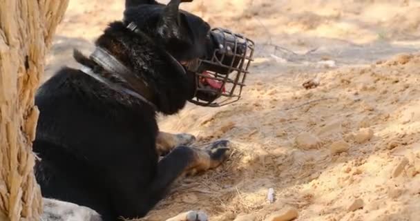 Kampfhund Mit Mundschutz Und Durstiger Zunge — Stockvideo