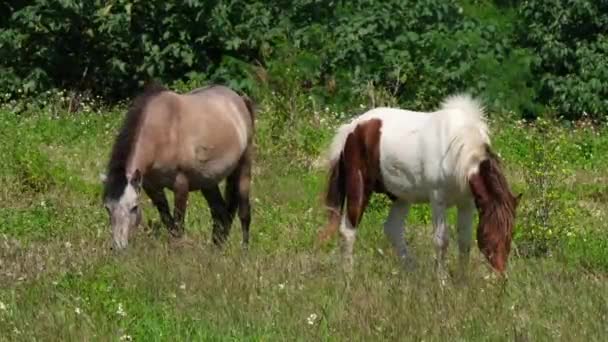 Dois Cavalos Vistos Costas Para Trás Enquanto Pastam Juntos Caminham — Vídeo de Stock