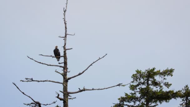 Weißkopfseeadler Hockte Auf Ast Eines Toten Baumes Statischer Schuss Mit — Stockvideo