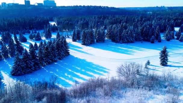 冬季仙境特写显示 在一个阳光灿烂的下午 空中飞越山谷上方的森林 进行越野滑雪 阿尔伯塔大学在地平线上遮挡树木1 — 图库视频影像
