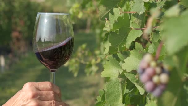 ブドウ畑で赤ワインを味わう — ストック動画