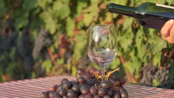 Degustación Vinos Vertido Vino Tinto Los Viñedos Fondo Langhe Piamonte — Vídeo de stock