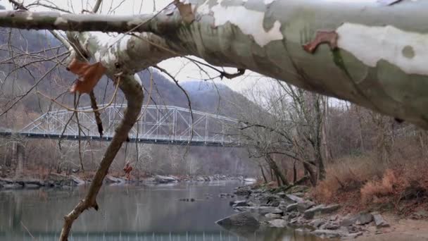 Dolly Con Árbol Río — Vídeos de Stock