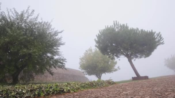 Mist Overdekte Bomen Waaien Wind Marvo Dorp — Stockvideo