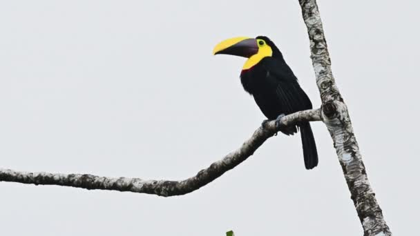 Black Mandibled Toucan Ramphastos Ambiguus Perched Branch — Stock Video