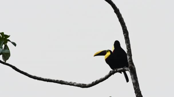 Black Mandibled Toucan Ramphastos Ambiguus Pair Branch One Jumps Other — Stock Video