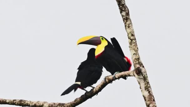 Tucano Mandíbula Preta Ramphastos Ambiguus Casal Preening Mostrando Undertailfeathers Vermelho — Vídeo de Stock