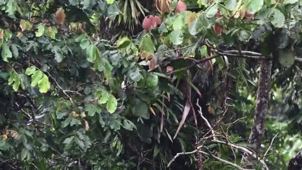 Tamandua Norte Tamandua Mexicana Tamandua Menor Busca Alimentos Que Lutam — Vídeo de Stock